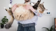 Како да му помогнете на мачката во топлина